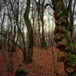 La foresta maledetta in Romania, è la foresta di Hoia Baciu