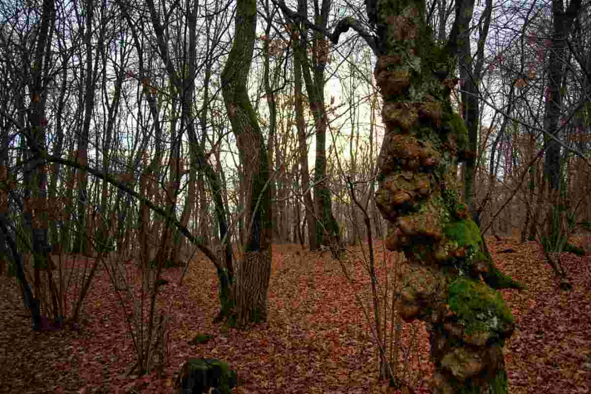 La foresta maledetta in Romania, è la foresta di Hoia Baciu