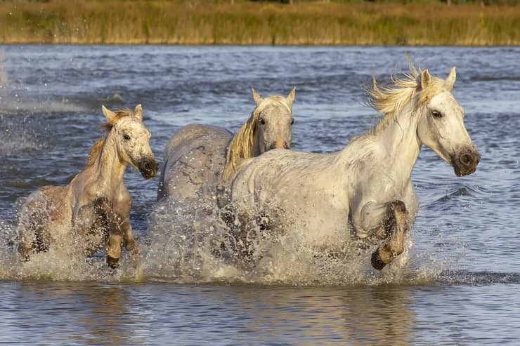 cavalli che corrono nell'acqua